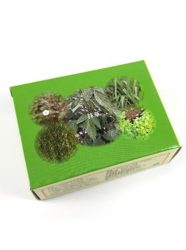 Leguminosae Body Soap 抹草净身皂